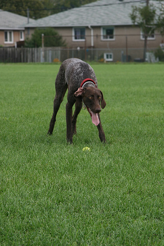 A dark dog standing in a large grassy lawn, with houses behind it.